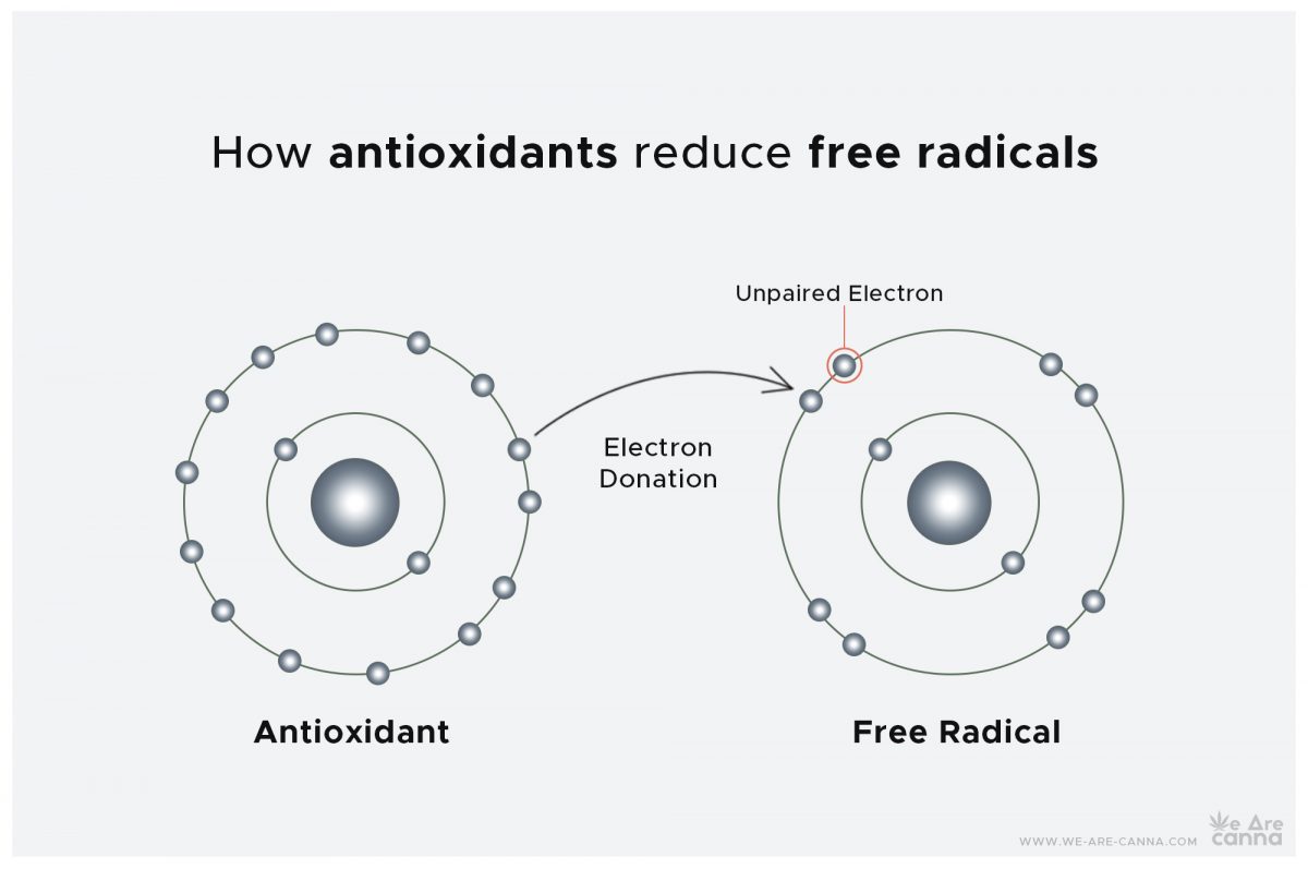Cannabinoids: powerful antioxidants essential for our body | We Are Canna | How antioxidants reduce free radicals