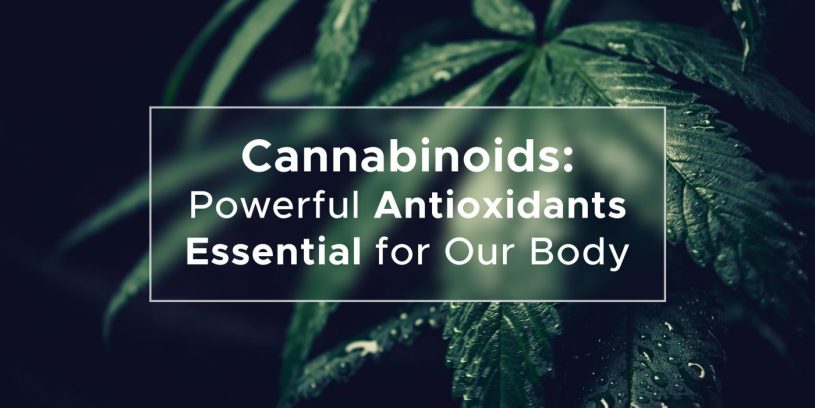 Cannabinoids: powerful antioxidants essential for our body | We Are Canna