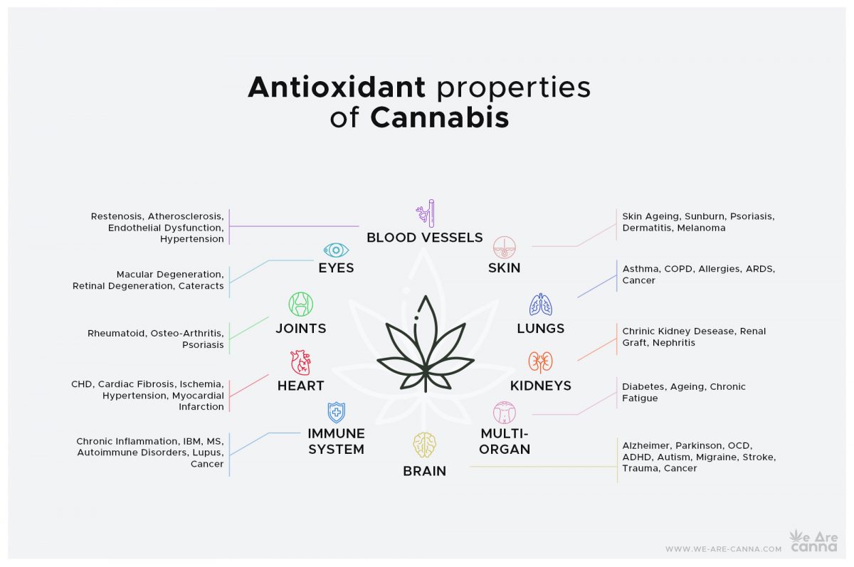 Cannabinoids: powerful antioxidants essential for our body | We Are Canna | Antioxidant properties of Cannabis