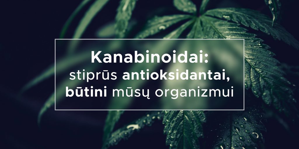 Kanabinoidai: stiprūs antioksidantai, būtini mūsų organizmui | We Are Canna
