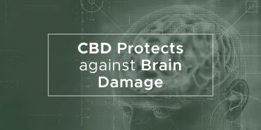CBD Protects against Brain Damage