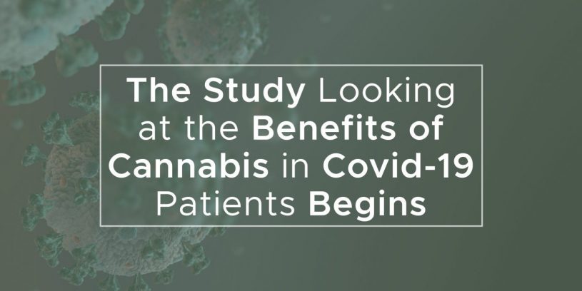 Covid-19 Cannabis Sativa - Covid-19 Kanapes