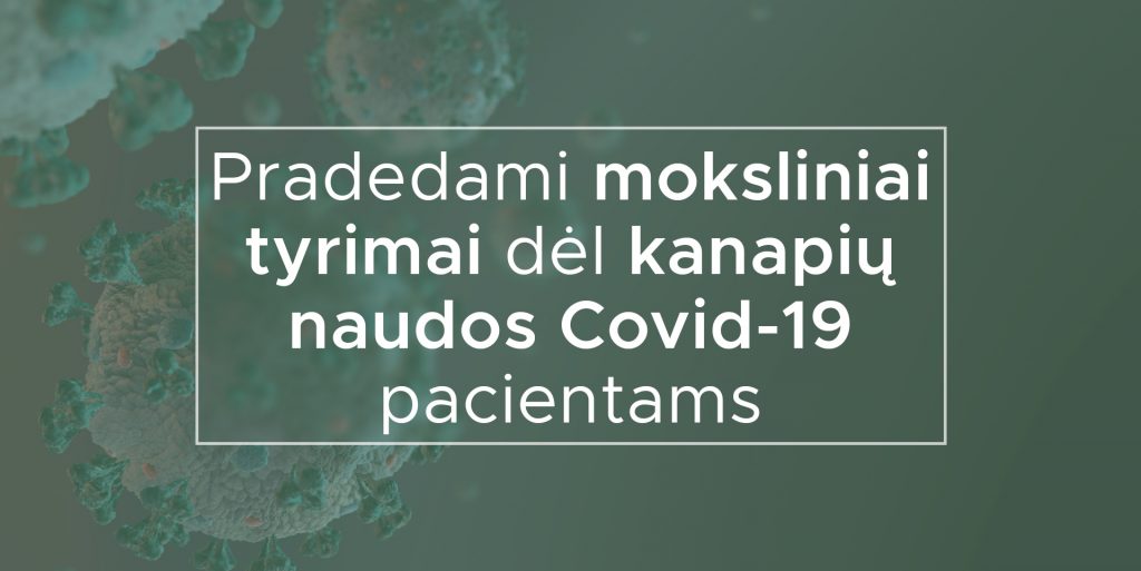 Pradedami moksliniai tyrimai dėl kanapių naudos Covid-19 pacientams