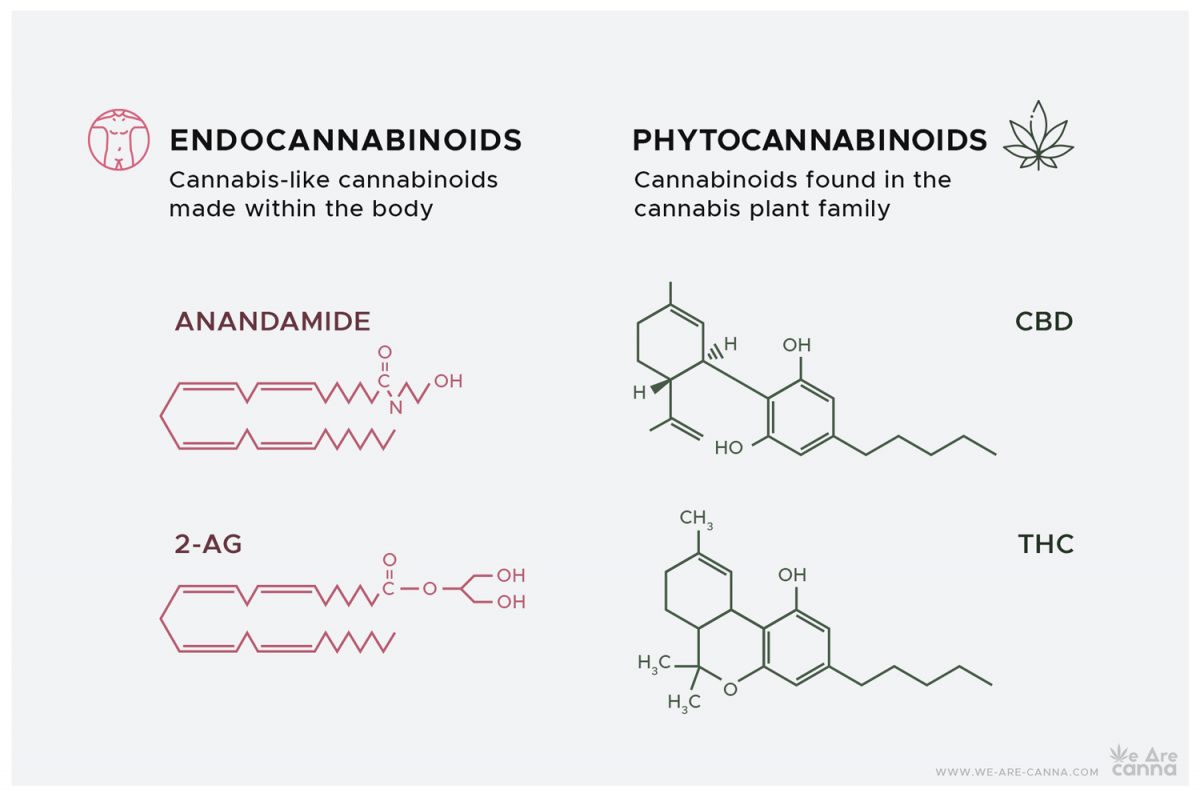 CBD and Endocannabinoids | We Are Canna