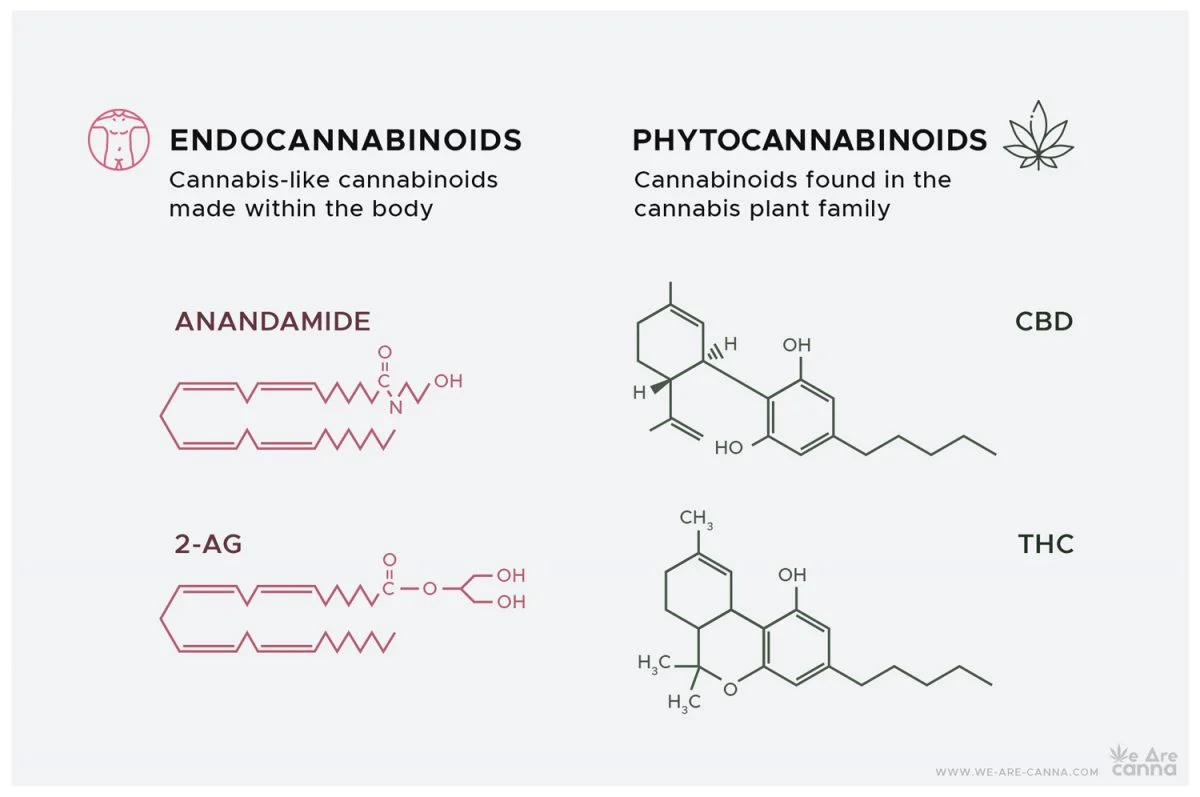 Anandamide: What Are the Benefits of This Cannabinoid?