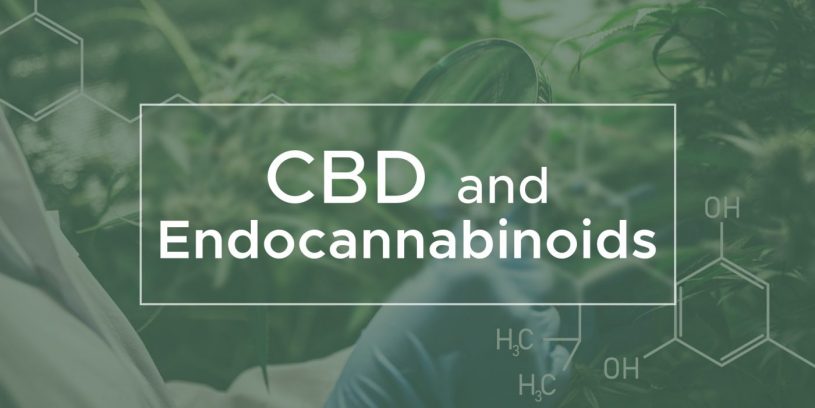 CBD and Endocannabinoids | We Are Canna