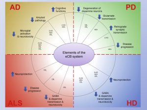 endokanabinoidine-sistema-cbd-kanapiu-aliejus-issetine-skleroze