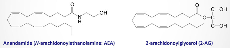 anandamidas-2ag-endokanabinoidai-kanabinoidai-cbd-canna-kanapes