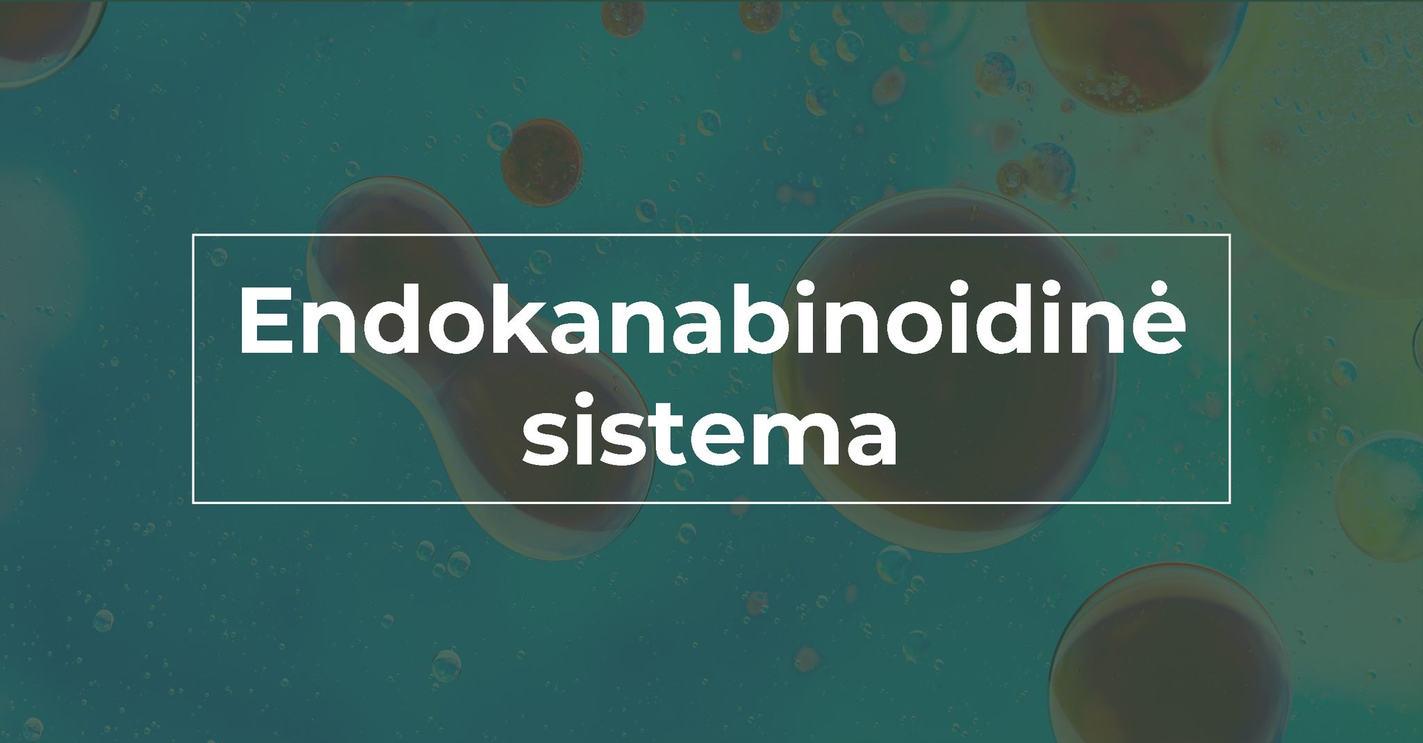 Endokanabinoidinė sistema — We Are Canna