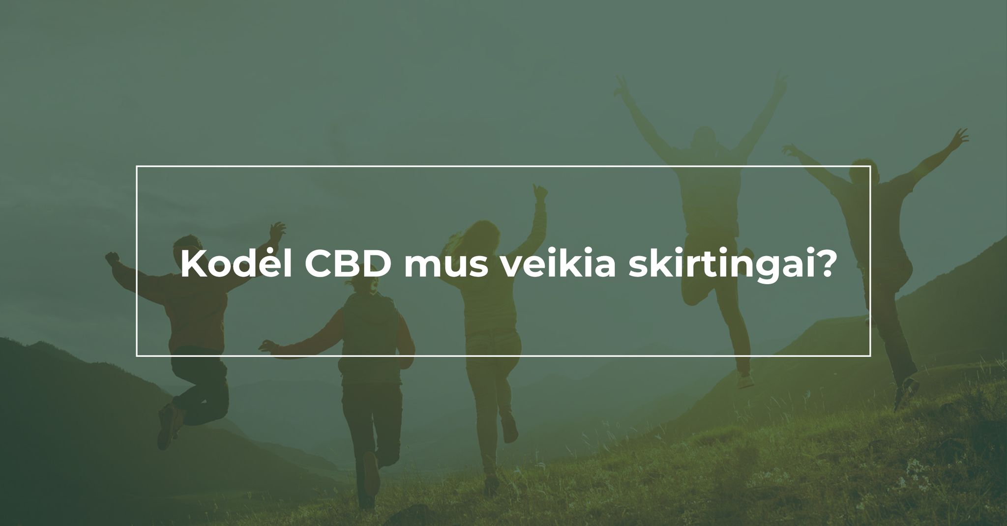 Kodėl CBD mus veikia skirtingai? Žmonių susidomėjimas CBD produktais didėja. Natūralu, kad norintys pirmą kartą išbandyti produktų su CBD, domisi apie galimą jo naudą. Neretai socialiniuose tinkluose galima pastebėti diskusijas ir skirtingas žmonių nuomones apie CBD poveikį. Kiekvieno žmogaus nuomonė yra paremta jo asmenine patirtimi, priklausomai nuo vartojimo tikslo ir naudojamo produkto. Vienus žmones CBD poveikis džiugina, kažkam padeda geriau miegoti, kažkam padeda suvaldyti epilepsijos priepuolius ar sumažinti stresą, o kiti nejaučia jokio poveikio arba patiria nepageidaujamų organizmo reakcijų. Deja mažai kam kyla klausimas, kodėl CBD mus veikia skirtingai? Kad kanabinoidai visus žmones veikia skirtingai, buvo pastebėta jau septintame dešimtmetyje, iškart po to, kai mokslininkas Raphael Mechoulam išskyrė ir aprašė THC ir CBD chemines struktūras. Pavaišinęs draugus kanapių pyragu, kuriame buvo THC, jis pastebėjo, kad vieni draugai be perstojo kalbėjo ir kikeno, kiti sėdėjo atsipalaidavę ir sunkiai pratarė žodį. Nuo to laiko, dėka atliktų kanapių tyrimų ir endokanabinoidinės sistemos atradimo, tapo aišku, kodėl ir kaip CBD bei kiti fitokanabinoidai veikia mūsų kūne. Kodėl CBD mus veikia skirtingai? Viskas yra paprasta ir natūralu, tereikia suprasti kelis dalykus, nuo kurių priklauso CBD poveikis. 1. CBD produkto sudėtis 2. CBD dozavimas 3. Organizmo biocheminiai procesai ir genetika Kas tinka vienam, nebūtinai tiks kitam. Net ir identiškos sudėties CBD preparatas ir vienodas jo suvartotas kiekis, skirtingus žmones veiks skirtingai. Kodėl? Todėl, kad mes visi esame skirtingi ir CBD produktus dažniausiai naudojame siekdami skirtingo poveikio. Jeigu žmogus turintis psichikos ligų naudoja CBD ir jaučia naudą, tai nereiškia, kad tokią pat naudą jaus žmogus, kurio emocinė savijauta yra stabili. Jeigu Parkinsono atveju pasireiškia dopamino trūkumas, o CBD skatina dopamino gamybą, žmogus jaučiasi geriau ir lengvėja ligos simptomai. Jei žmogus neserga Parkinsono liga, tai poveikis, vartojant CBD, jam bus kitoks. Endokanabinoidinės sistemos tikslas yra išlaikyti balansą mūsų organizme, o CBD pagrindinis vaidmuo mūsų organizme ir yra – prisidėti ir palaikyti endokanabinoidinės sistemos veiklą, skatinant endokanabinoidų Anandamido gamybą ir aktyvumą. CBD produkto sudėtis Skirtingų gamintojų CBD produktai skiriasi savo sudėtimi ir gamybos metodu. Nuo veikliųjų medžiagų kombinacijos preparato sudėtyje, priklauso kokią galimą terapinę naudą gaus žmogus, kokiems procesams bus daroma įtaka, ir kokie organizmo receptoriai bus stimuliuojami/blokuojami. Nuo produkto formos priklauso kokius organus ar kokias vidaus sistemas fitokanabinoidai pasieks efektyviausiai. Kremai ar kosmetikos produktai skirti vietiniam naudojimui, jie efektyviausiai pasiekia odoje esančius kanabinoidų receptorius. CBD aliejus, lašinamas po liežuviu, veikia per kraujotaką, o kapsulės per žarnyną ir kitus vidaus organus. Nuo produkto sudėties priklauso fitokanabinoidų ir kitų veikliųjų komponentų biologinis prieinamumas (įsisavinimo efektyvumas). CBD produktai, kurių bazinį aliejų sudaro trumpos ar vidutinio ilgio riebalų grandinės (MCT), pagerins fitokanabinoidų įsisąvinimą, lyginant su aliejais, kuriuose vyrauja ilgos riebalų grandinės (vynuogių, kanapių sėklų aliejus). Pilnas spektras ar izoliatas? Štai kur klausimas... CBD produktas, pagamintas iš gryno CBD izoliato, veiks tik specifinius receptorius, kuriuos stimuliuoja CBD. Tokio CBD aliejaus skonis bus švelnus, konsistencija skysta ir šviesi spalva. Remiantis įvairiais moksliniais tyrimais, CBD izoliato terapinis poveikis jaučiamas suvartojus nuo keliasdešimt iki kelių šimtų miligramų per parą, priklausomai nuo CBD vartojimo tikslo. Pasiekus didesnį kiekį, poveikis pradeda silpnėti. Pilno spektro CBD aliejus veiks kitaip, nei CBD izoliatas, nes bus jaučiamas ne tik CBD, bet ir kitų lydinčių fitokanabinoidų poveikis. Pilno spektro ekstrakte esančios veikliosios medžiagos veikia kartu sinergijoje ir sukuria vadinamą „lydintį efektą“ arba „entourage effect“. Tai reiškia, kad jų visuma sukuria platesnį, intensyvesnį, trunkantį ilgiau ir stipresnį poveikį, nei gali sukurti viena izoliuota medžiaga. Yra žinoma, kad pilno spektro CBD ekstrakto reikia suvartoti kelis kartus mažiau, nei CBD izoliato, norint pasiekti panašią organizmo reakciją. Kiekvienas kanapės fitokanabinoidas turi tik jam budingų terapinių savybių, todėl kartais, vartojant tik CBD izoliatą, yra neįmanoma pasiekti norimos naudos, nes ją gali suteikti tik kitos kanapių veikliosios medžiagos. CBD dozavimas CBD dozavimas yra vienas svarbiausiu veksnių, nuo kurio priklauso kanabinoidų saveika su mūsų kanabinoidų receptoriais. CBD gali veikti, kaip inversinis agonistas arba negatyvus kanabinoidų receptorių agonistų moduliatorius, priklausomai nuo suvartoto kiekio. Jeigu kalbant paprasčiau, tai skirtingas suvartotas CBD kiekis, skirtingai veikia endokanabinoidinės sistemos receptorius. Todėl organizmo reakcija ir gaunama nauda skiriasi dėl suvartojamo CBD mg kiekio kūno masės kilogramui arba suvartojamo CBD mg kiekio per parą. Nėra standartizuoto CBD dozavimo, tinkančio visiems, nes kalbame apie natūralius biologiškai aktyvius cheminius komponentus, kurių metabolizmas priklauso nuo skirtingo organizmo. Organizmo biocheminiai procesai ir genetika Nėra pasaulyje dviejų žmonių, kurių organizmai būtų identiški. Lytis, amžius, svoris, medžiagų apykaitos greitis, nervų sistemos funkcionalumas, endokanabinoidinės sistemos tonusas, genetika, sveikatos problemos ir daug kitų aspektų nulemia CBD ir kitų fitokanabinoidų poveikį individualiam organizmui. Vienų žmonių organizmas yra jautrus arba dėl genetikos priežasčių jie turi didesnę endokanabinoidų receptorių išraišką ir aukštesnį endokanabinoidų tonusą. Tokiu atveju jiems gali prireikti mažesnio kiekio CBD norint pajusti atitinkamą poveikį. Yra duomenų, kad moterims dažniau užtenka mažesnio fitokanabinoidų kiekio, nei vyrams. Kitų žmonių organizmuose vykstantys biocheminiai procesai yra lėtesni, dėl netinkamos mitybos, viršsvorio, žalingų įpročių, tam tikrų ligų ir sutrikimų arba genetinių veiksnių endokanabinoidinės sistemos tonusas yra žemas, organizmo biologinės sistemos veikia kitaip, pasireiškia įvairių hormonų disbalansas. Tokiems žmonėms gali prireikti žymiai didesnio CBD kiekio, CBD gali veikti silpniau ir pasišalinti iš organizmo lėčiau. Jeigu pavartojus CBD preparato nejaučiamas joks poveikis arba nejaučiama norimo efekto, tai nereiškia, kad CBD yra neveiksmingas. Tai dažniausiai reiškia, kad netinka produkto sudėtis arba dozavimas. CBD naudojimas yra asmeninė patirtis. Kartais žmogus išbando kelis skirtingų sudėčių CBD produktus, kol suranda jam tinkamiausią. Pasaulyje yra milijonai skirtingų CBD produktų, todėl, norint išsirinkti tinkamiausią gaminį konkrečiam tikslui siekti, visada konsultuokitės su specialistais.